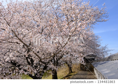 Cherry blossoms bloom in spring at Shoryuji Castle Park Cherry blossoms bloom in spring at Shoryuji Castle Park 134481863