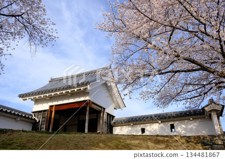 Cherry blossoms bloom in spring at Shoryuji Castle Park Cherry blossoms bloom in spring at Shoryuji Castle Park 134481867