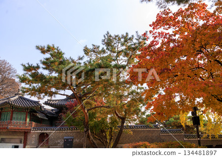 Autumn scenery at the Korean palace Autumn scenery at the Korean palace 134481897