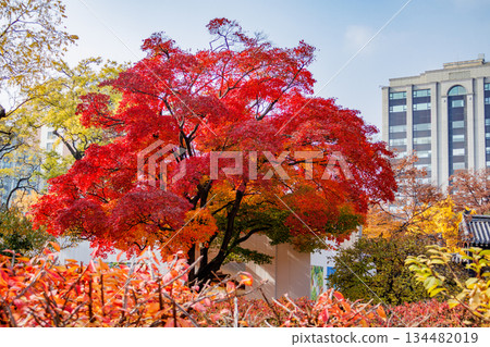 Autumn scenery at the Korean palace Autumn scenery at the Korean palace 134482019