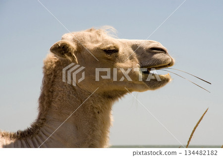 Head chewing camel Head chewing camel 134482182