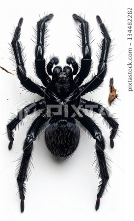 Detailed Close Up of a Shiny Black Spider with Red Tipped Legs on White Background 134482282