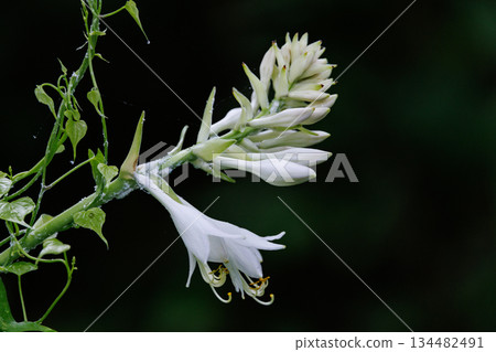 盛夏盛開的花玉簪 134482491