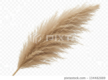 blue feather on transparent background blue feather on transparent background 134482889