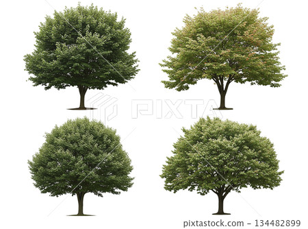 isolated tree on white background 134482899