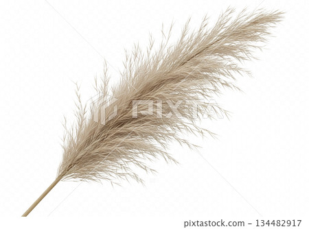 ears of wheat on a black background ears of wheat on a black background 134482917
