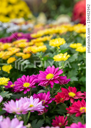 Wildflowers of Camellia Hill, Jeju Island 134482942