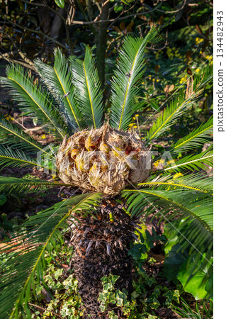 Palm trees in Jeju Island 134482943