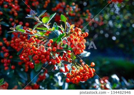 Jeju Island's autumn maple trees 134482946