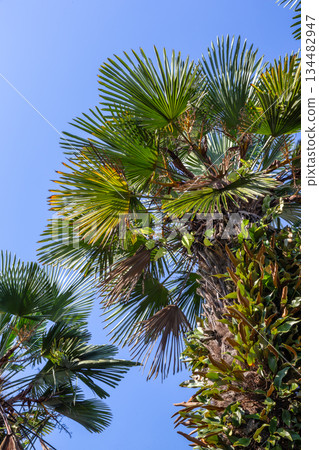 Palm trees in Jeju Island 134482947