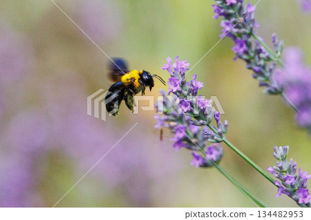 It is misunderstood as ferocious because of its loud body and wings, but it is surprisingly mild-mannered bee. It is misunderstood as ferocious because of its loud body and wings, but it is surprisingly mild-mannered bee. 134482953