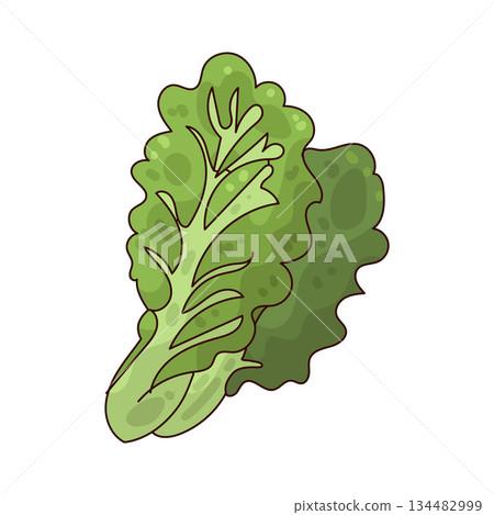 illustration of Lettuce illustration of Lettuce 134482999