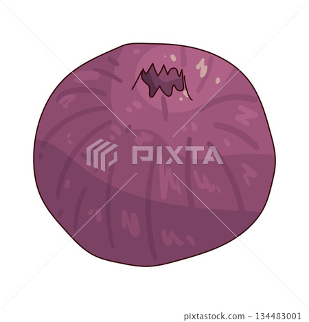 illustration of Onion 134483001