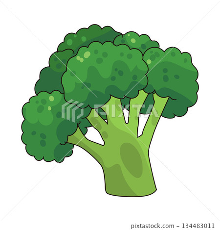 illustration of Broccoli 134483011