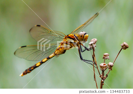 Two-tone familiar dragonfly Shiokara dragonfly Two-tone familiar dragonfly Shiokara dragonfly 134483733