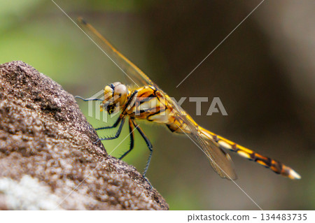 Two-tone familiar dragonfly Shiokara dragonfly 134483735