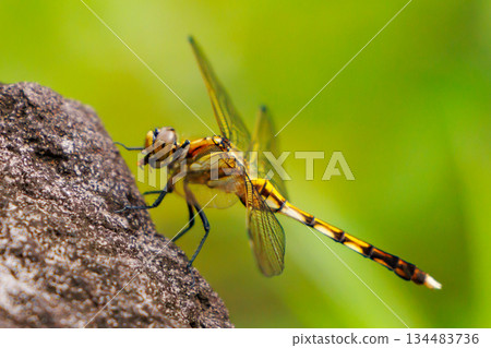 Two-tone familiar dragonfly Shiokara dragonfly Two-tone familiar dragonfly Shiokara dragonfly 134483736