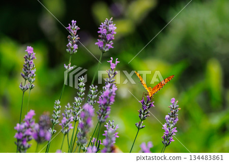 A butterfly that mimics the poisonous butterfly, Plain Tiger, Indian Fritillary A butterfly that mimics the poisonous butterfly, Plain Tiger, Indian Fritillary 134483861