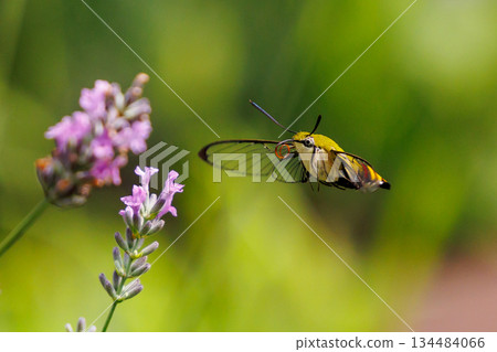 一隻可愛的黑白霸鶲像蜂鳥一樣盤旋，吸吮著花朵的花蜜 134484066