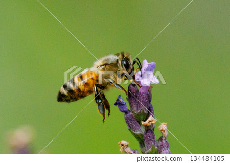 蜜蜂與蜂王和工蜂組成一個社會，收集可食用和其他有用的花蜜。 134484105