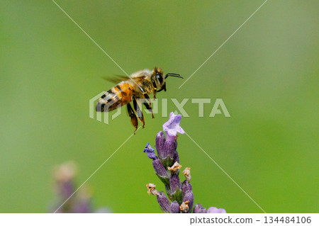 Honeybees are a group of bees that gather nectar for food and other uses by forming a society of queen bees and worker bees. 134484106