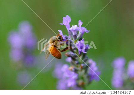 Honeybees are a group of bees that gather nectar for food and other uses by forming a society of queen bees and worker bees. 134484107