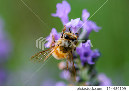 Honeybees are a group of bees that gather nectar for food and other uses by forming a society of queen bees and worker bees. Honeybees are a group of bees that gather nectar for food and other uses by forming a society of queen bees and worker bees. 134484109