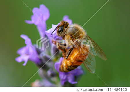 Honeybees are a group of bees that gather nectar for food and other uses by forming a society of queen bees and worker bees. 134484110