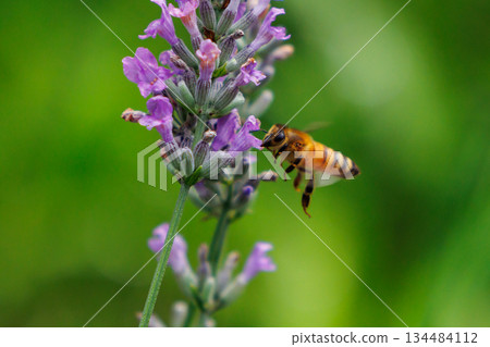 Honeybees are a group of bees that gather nectar for food and other uses by forming a society of queen bees and worker bees. Honeybees are a group of bees that gather nectar for food and other uses by forming a society of queen bees and worker bees. 134484112