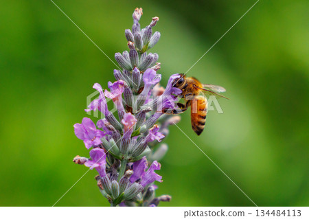 Honeybees are a group of bees that gather nectar for food and other uses by forming a society of queen bees and worker bees. 134484113