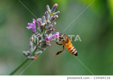 Honeybees are a group of bees that gather nectar for food and other uses by forming a society of queen bees and worker bees. Honeybees are a group of bees that gather nectar for food and other uses by forming a society of queen bees and worker bees. 134484116