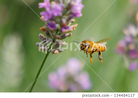 Honeybees are a group of bees that gather nectar for food and other uses by forming a society of queen bees and worker bees. Honeybees are a group of bees that gather nectar for food and other uses by forming a society of queen bees and worker bees. 134484117