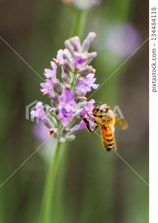 Honeybees are a group of bees that gather nectar for food and other uses by forming a society of queen bees and worker bees. 134484118