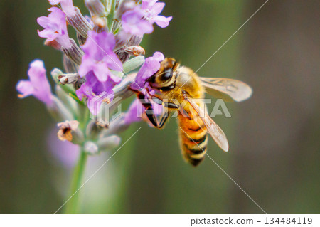 Honeybees are a group of bees that gather nectar for food and other uses by forming a society of queen bees and worker bees. 134484119
