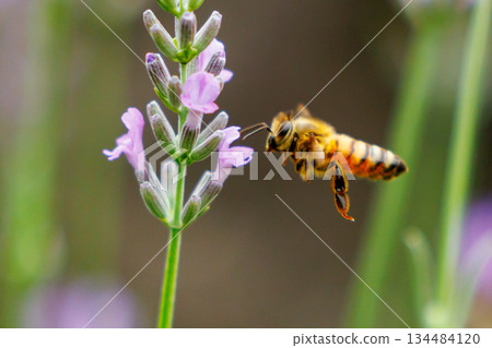 Honeybees are a group of bees that gather nectar for food and other uses by forming a society of queen bees and worker bees. 134484120