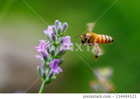 蜜蜂與蜂王和工蜂組成一個社會，收集可食用和其他有用的花蜜。 134484121