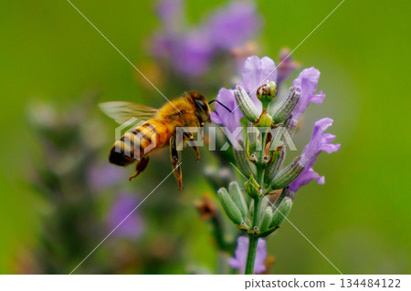 Honeybees are a group of bees that gather nectar for food and other uses by forming a society of queen bees and worker bees. 134484122