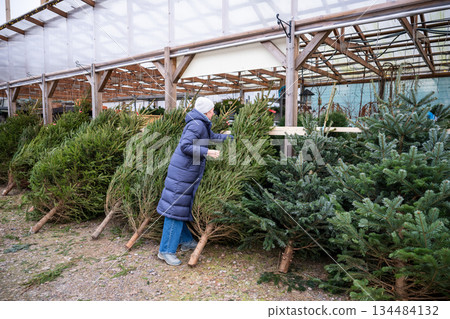 Woman choosing fresh Christmas tree at outdoor garden center 134484132