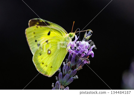 The Colias has a similar appearance and coloring to the Eurema montanus, but has a large pattern on the underside of its hind wings. The Colias has a similar appearance and coloring to the Eurema montanus, but has a large pattern on the underside of its hind wings. 134484187
