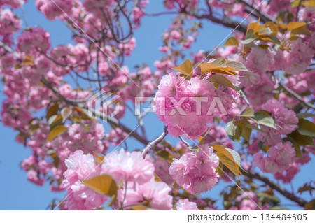 Lush Pink Double Cherry Blossom Tree of Korea Against a Blue Sky 134484305