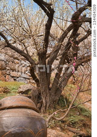 Harmonious Spring Scene of Gwangyang Plum Blossom Tree and Traditional Korean Jars (Jangdokdae) 134484309
