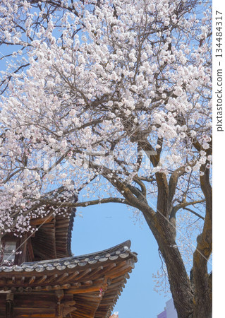 Cherry Blossoms on the Wooden Roof of Deoksugung Palace in Seoul 134484317