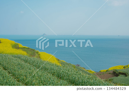 Korea's Namhae Daraengi Village Terraced Fields with Yellow Flowers and Blue Ocean Korea's Namhae Daraengi Village Terraced Fields with Yellow Flowers and Blue Ocean 134484329