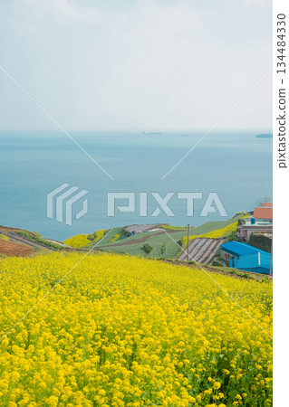 Korea's Namhae Daraengi Village Terraced Fields with Yellow Flowers and Blue Ocean Korea's Namhae Daraengi Village Terraced Fields with Yellow Flowers and Blue Ocean 134484330