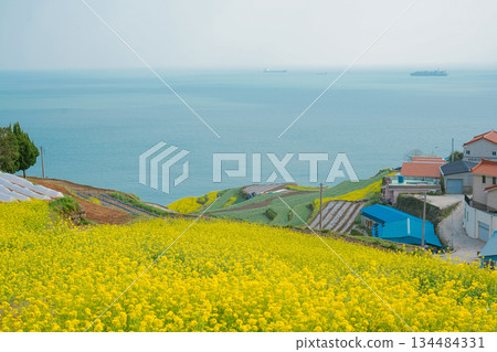 Korea's Namhae Daraengi Village Terraced Fields with Yellow Flowers and Blue Ocean Korea's Namhae Daraengi Village Terraced Fields with Yellow Flowers and Blue Ocean 134484331