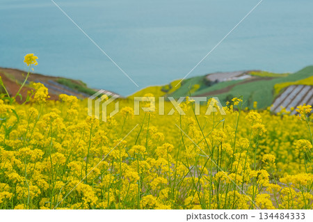 Korea's Namhae Daraengi Village Terraced Fields with Yellow Flowers and Blue Ocean Korea's Namhae Daraengi Village Terraced Fields with Yellow Flowers and Blue Ocean 134484333