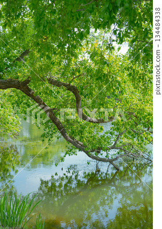 Tree Branch Reflected in Calm Water Tree Branch Reflected in Calm Water 134484338