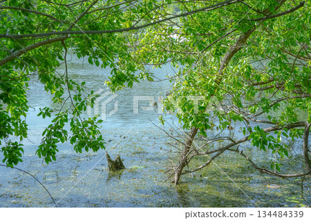 Trees and Deadwood Growing in the Lake Water Trees and Deadwood Growing in the Lake Water 134484339