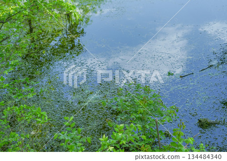 Sky and Clouds Reflected on Wetland Surface 134484340
