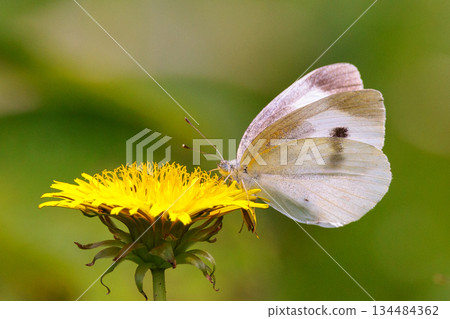 A white fairy fluttering and fluttering, a cabbage white butterfly A white fairy fluttering and fluttering, a cabbage white butterfly 134484362